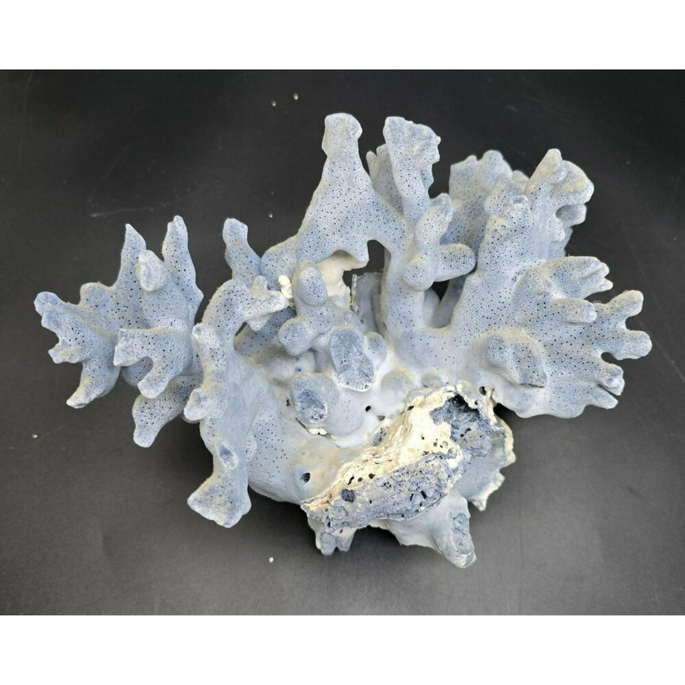 Natural Blue Coral Specimen For Display Or Fish Tanks Ocean Theme DH1335
